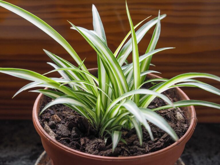 Healthy Spider Plant in Soil in a Pot