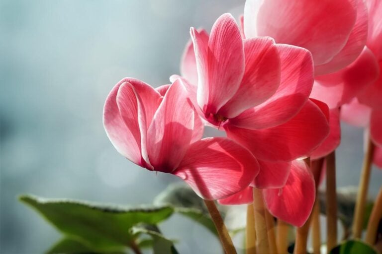 Pink Cyclamen Flowers on a Healthy Plant
