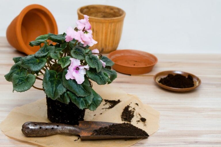 Repotting Cyclamen With Light Pink Flowers