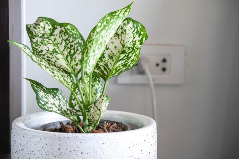Spring Snow Chinese Evergreen in a White Pot