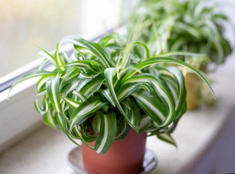 Two Pots of Curly Spider Plants