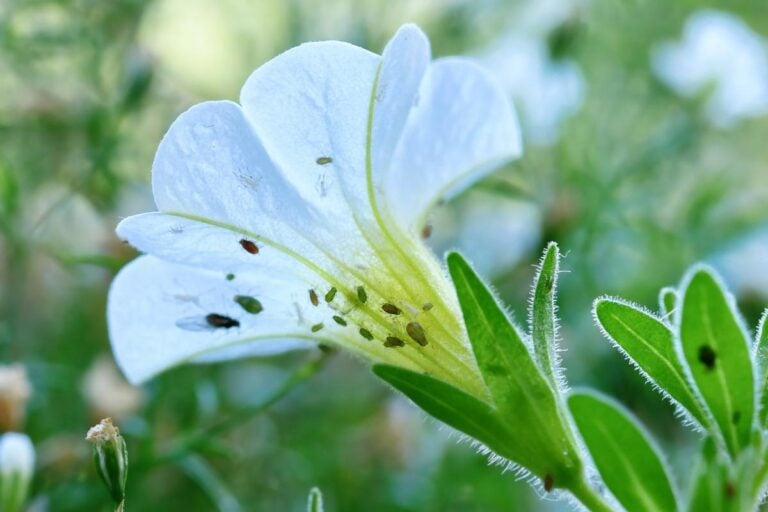 White Petunia Flower With Aphids