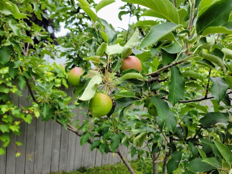 Apples Growing on Tree