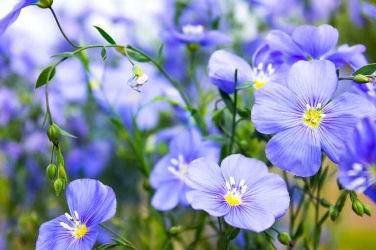 Beautiful Blue Flowers in a Field of Flax Flowers