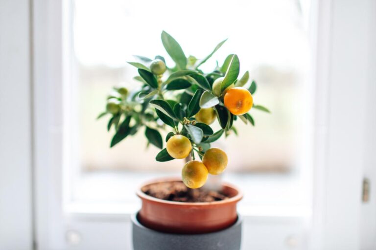 Citrus Tree