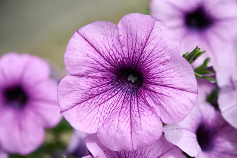 Closeup of a Stunning Violet Petunia Flower