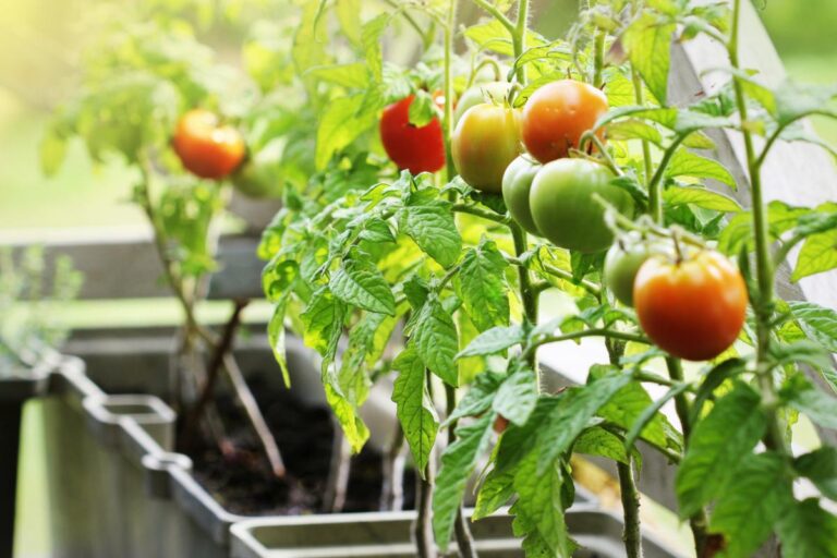 Container Garden