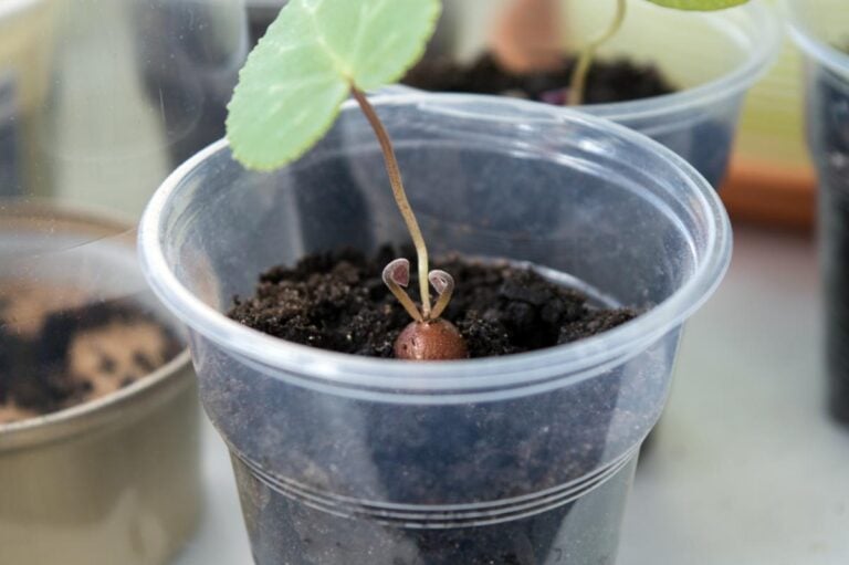Cyclamen Tuber in a Cup of Soil