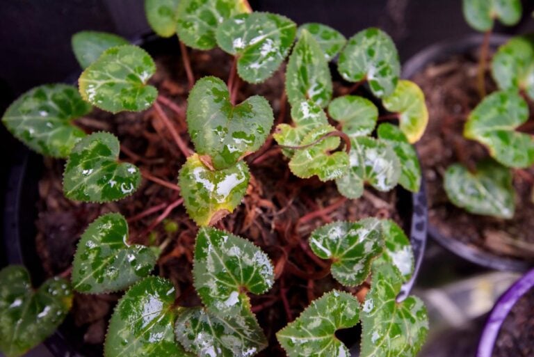 Cyclamen With Many Leaves and No Flowers