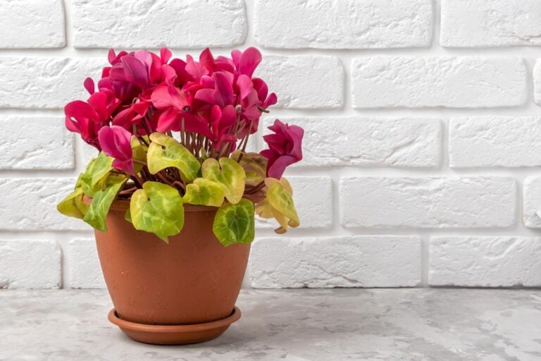 Flowering Cyclamen With Yellowing Leaves
