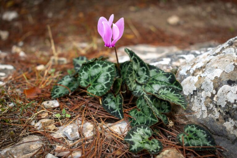 Flowering Greek Cyclamen With Beautiful Leaves