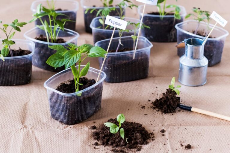 Growing Vegetables Indoors