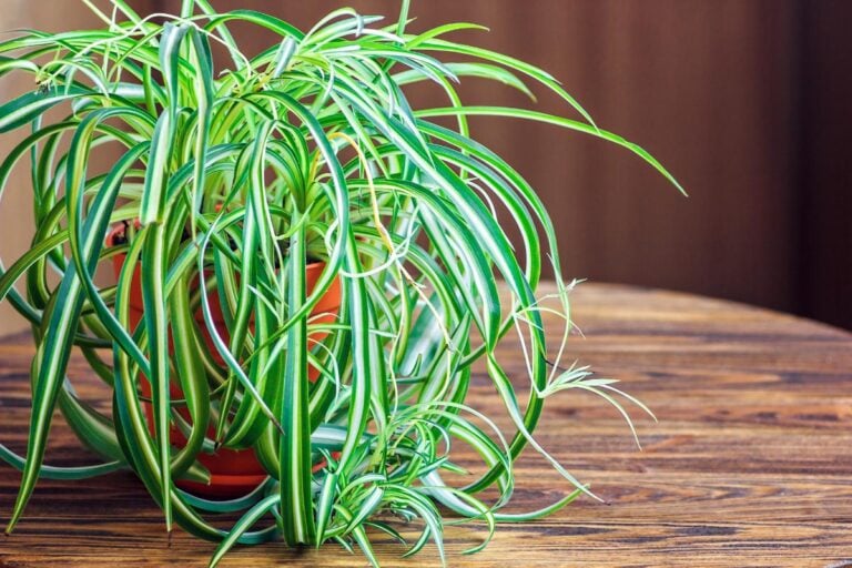 Healthy Spider Plant on a Wooden Table