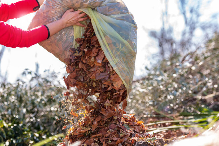 Dumping a Bag of Fallen Leaves