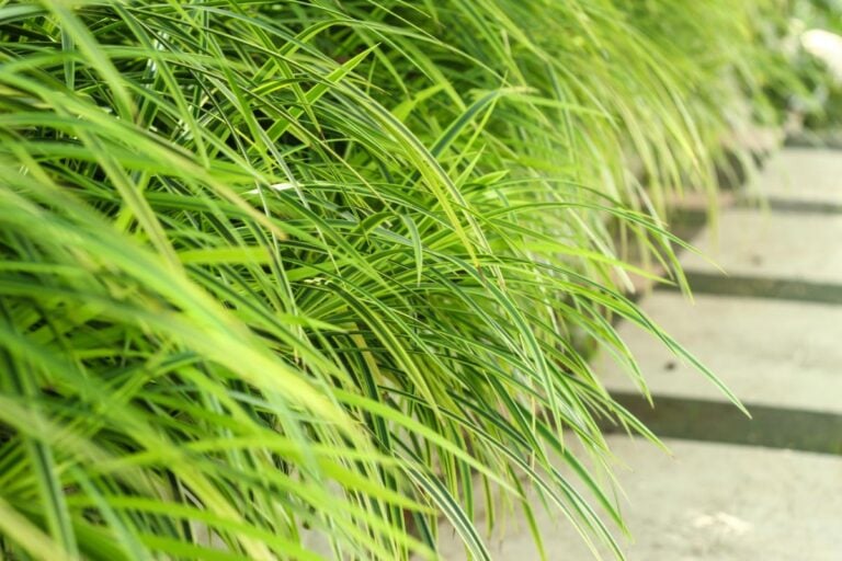 Many Large Spider Plants Growing Over the Sidewalk