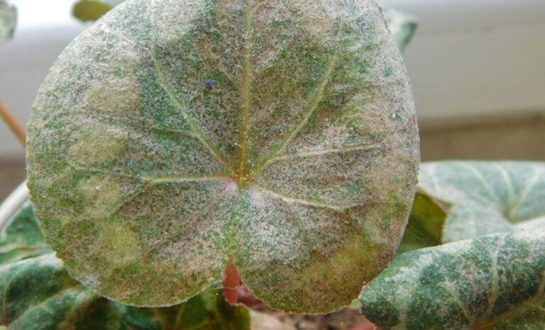 Mites on the Leaves of a Cyclamen