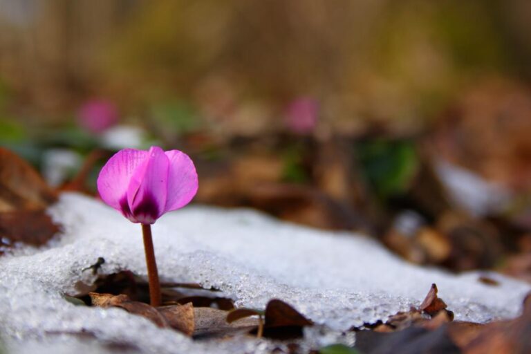 Pink Cyclamen Flower Growing Through Snow