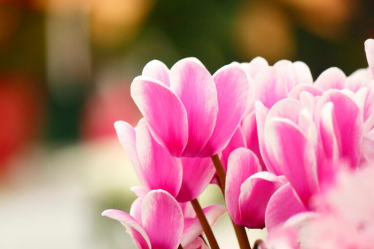 Pink and White Cyclamen Flowers