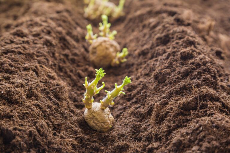 Potato Tubers