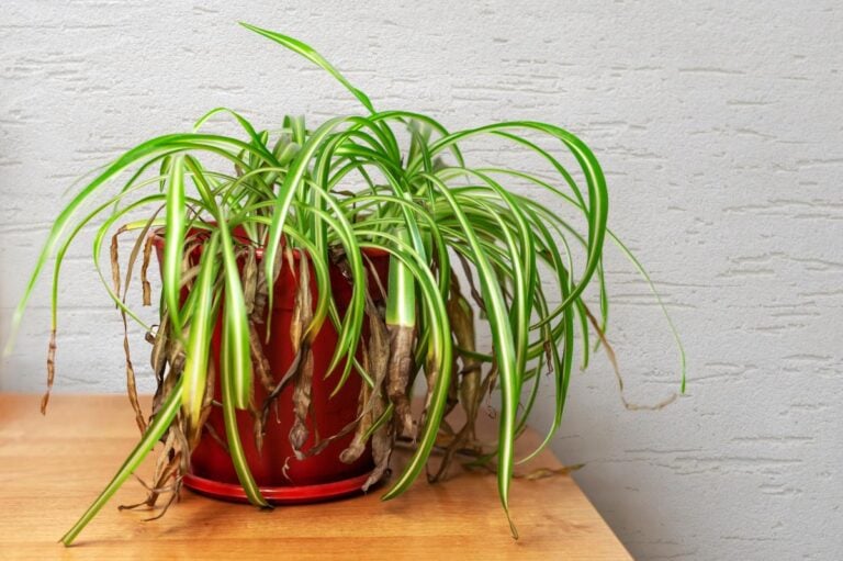 Spider Plant With Droopy and Browning Leaves