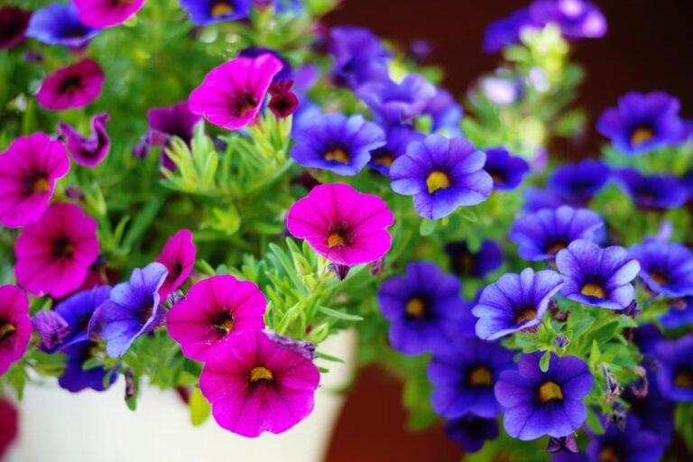Beautiful Pink and Purple Petunias With Many Blooms