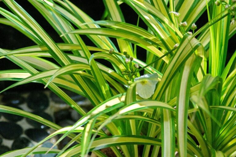 Blooming Healthy Spider Plant