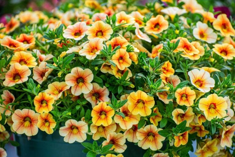 Calibrachoa Petunias, Million Bells, Growing in a Pot
