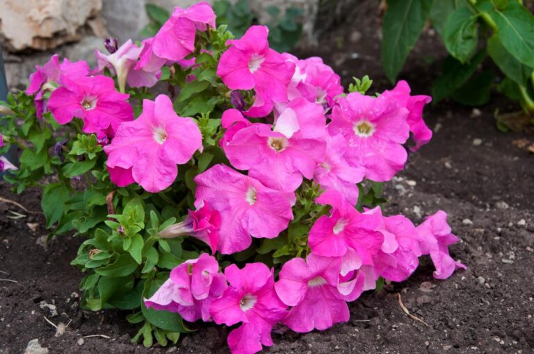 Fading Pink Petunias in the Garden
