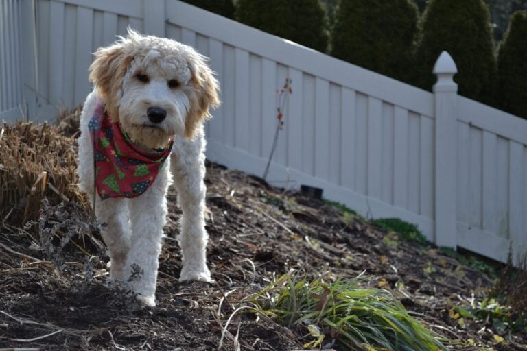 Fluffy Dog Standing on Mulch in the Yard