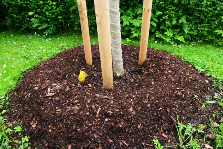 Freshly Mulched Tree With Supports