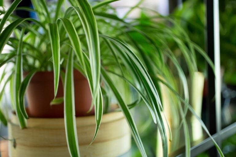 Healthy Green Spider Plant in a Pot