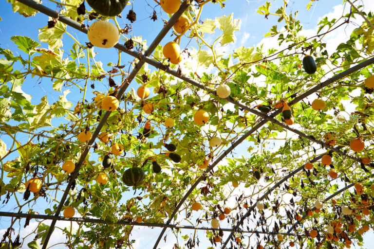 Gourds Growing Vertically