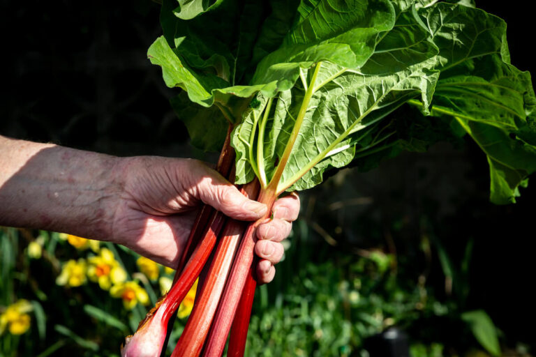 Handful of Rhubarb From Garden