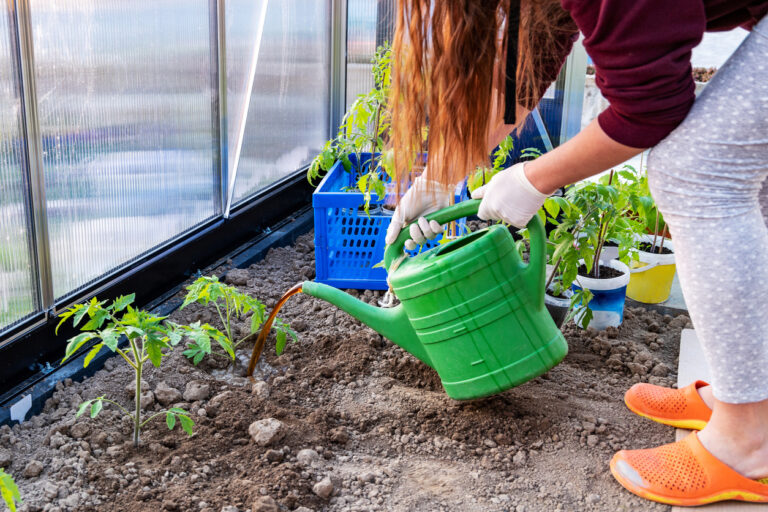 Watering Garden with Weed Tea