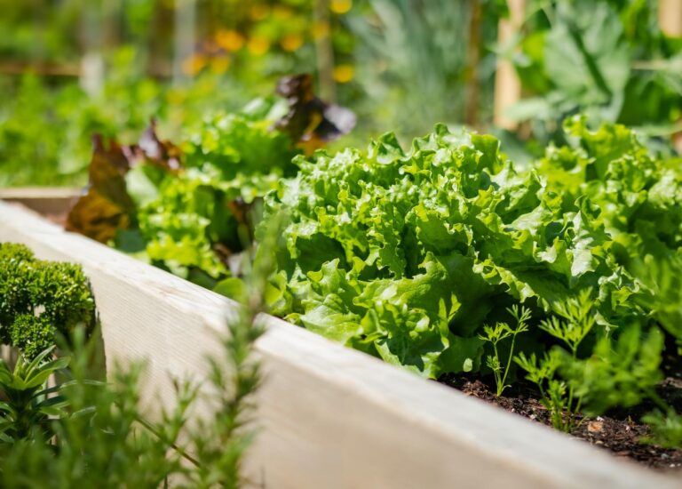 Mature Lettuce Growing in a Raised Garden Bed