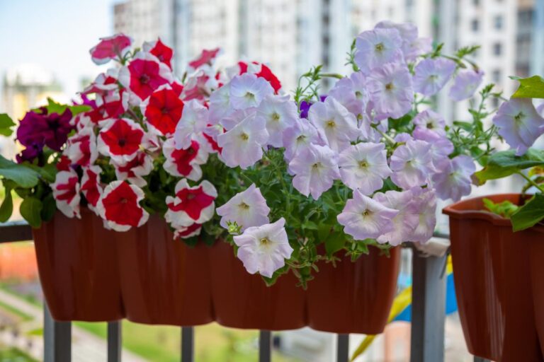 Petunias With Droopy Flowers in a Window Box on a Balcony