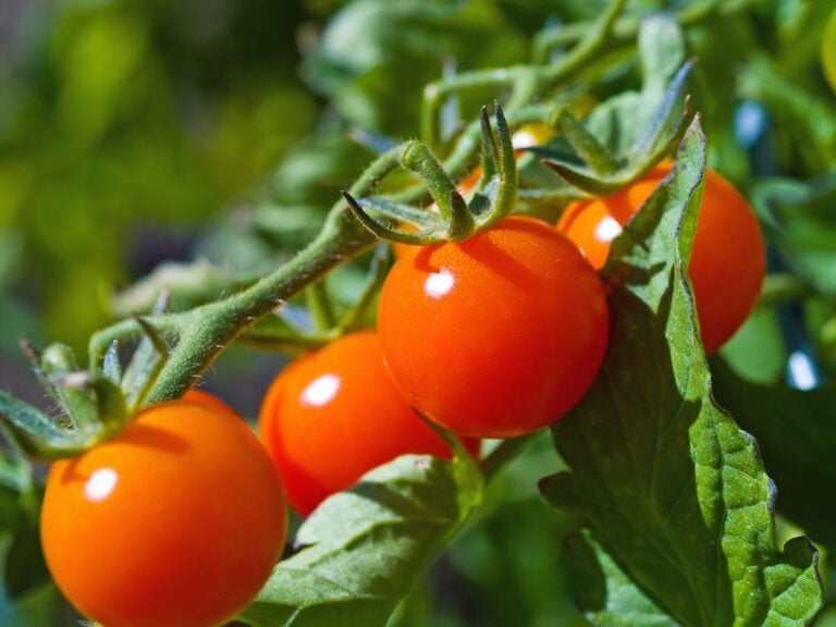 Ripe Red Tomatoes on the Vine Shining in the Sun