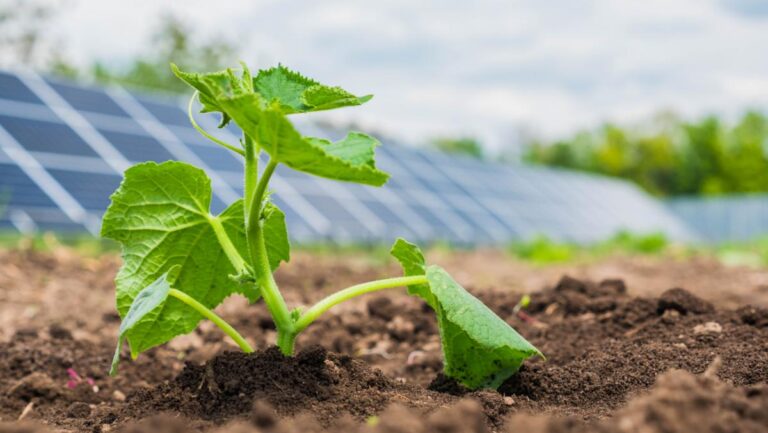 Seedling Planted in a Garden Powered by a Solar Panel