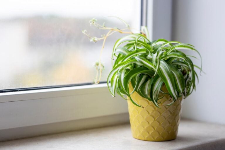 Small Curly Spider Plant on a Window Sill