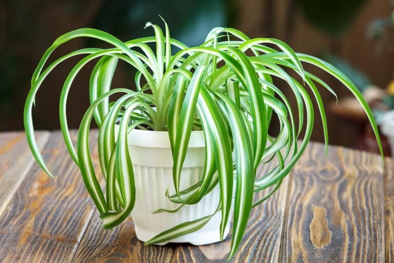 Spider Plant With Curling Leaves on a Wooden Table