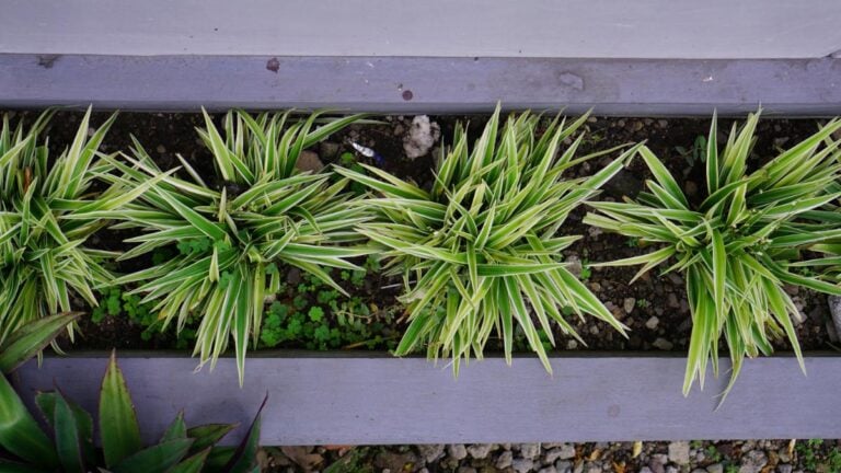 Spider Plants in a Raised Bed Outdoors