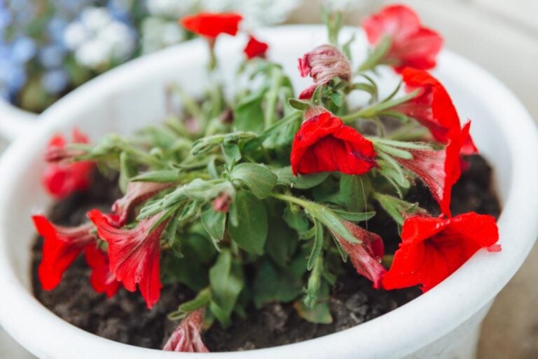 Sticky Red Petunias in a White Pot