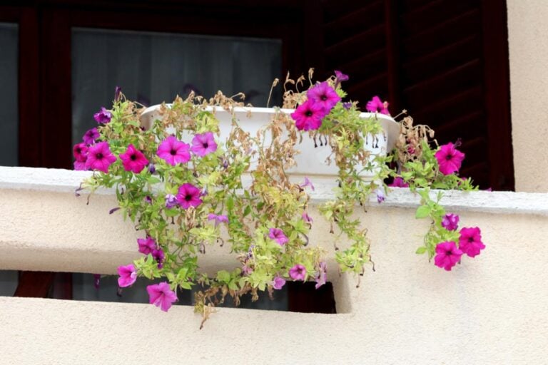Underwatered Pink Petunias in a White Window Box