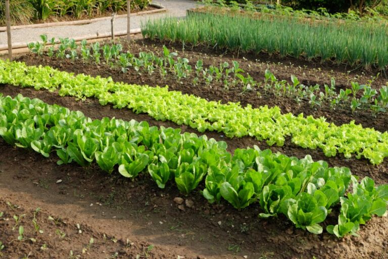 Vegetable Garden Full of Salad Veggies
