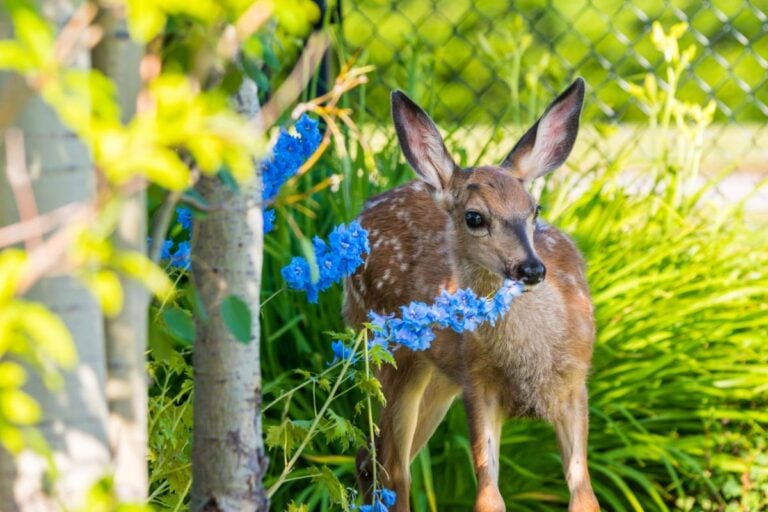 White-Tailed Deer Fawn Eating Flowers