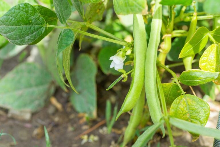 Close Up of Bush Beans Growing on a Healthy Plant