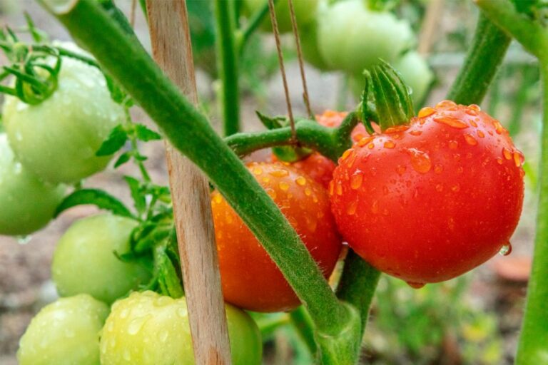 Closeup of Wet Tomatoes on a Staked Tomato Plant