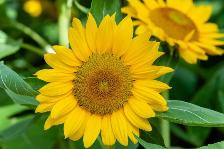 Closeup of a Bloom of the Russian Mammoth Sunflower
