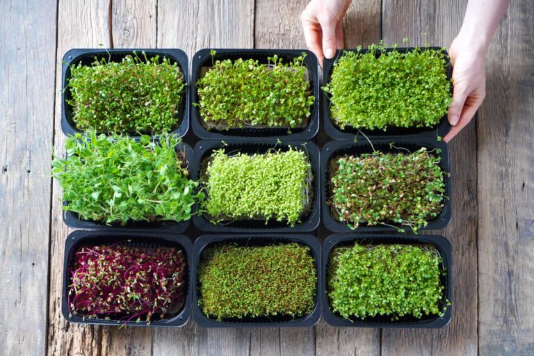 Growing Containers of Microgreens Indoors on a Wooden Table