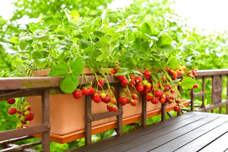 Growing Lots of Strawberries in a Window Box Container